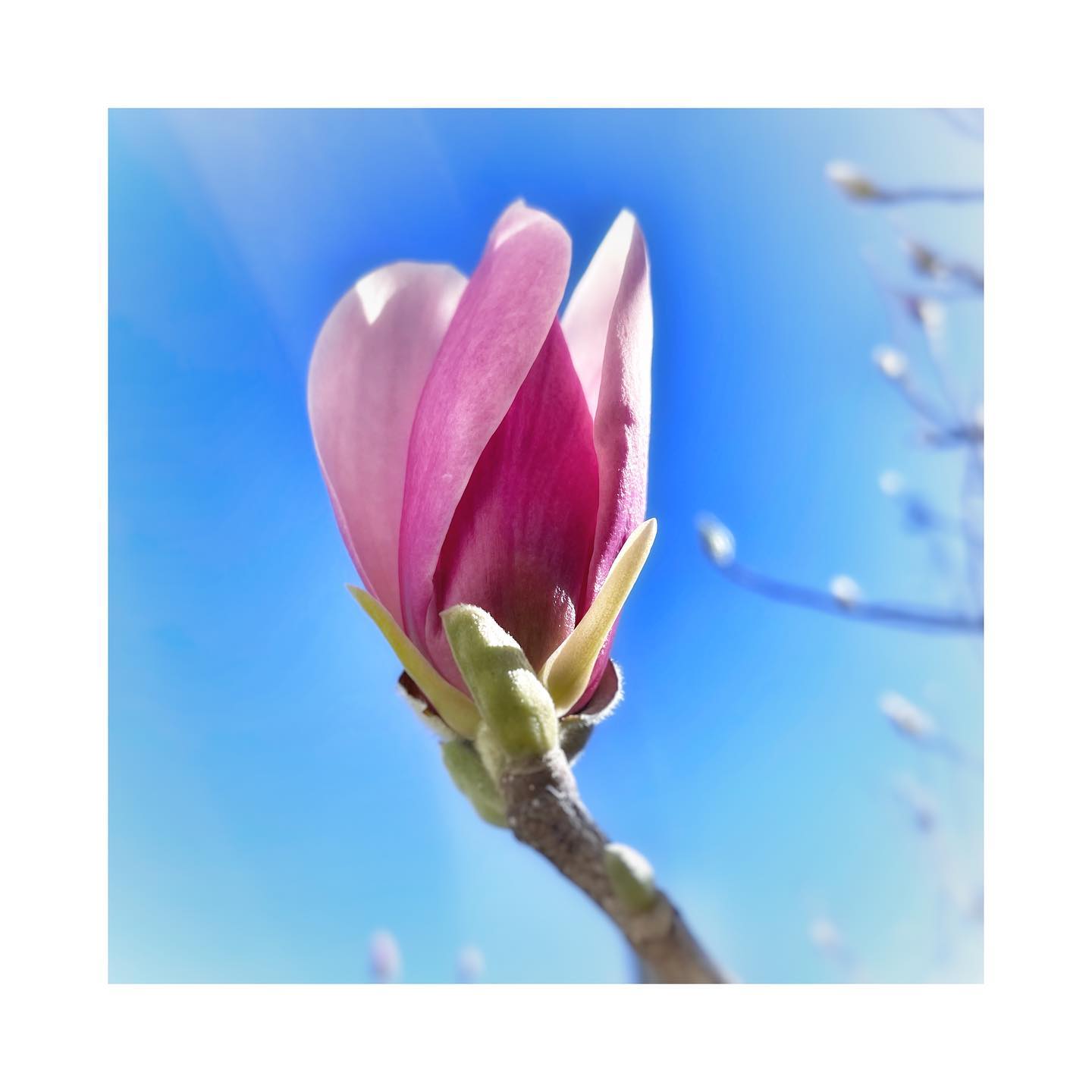 Spring is coming #spring #flowers #magnolia #bluesky
