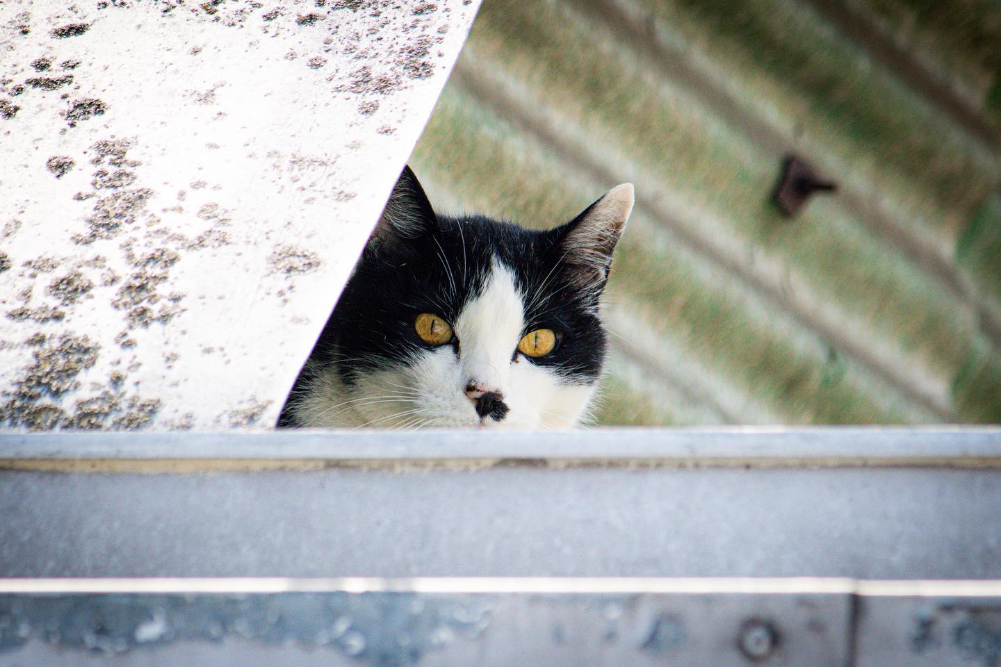 Ti tengo d’occhio! 🫵

#gatto 
#cat 
#lines 
#galliate 
#roof 
#curious 
#curiosity 
#attentialgatto 
#bewareofthecat