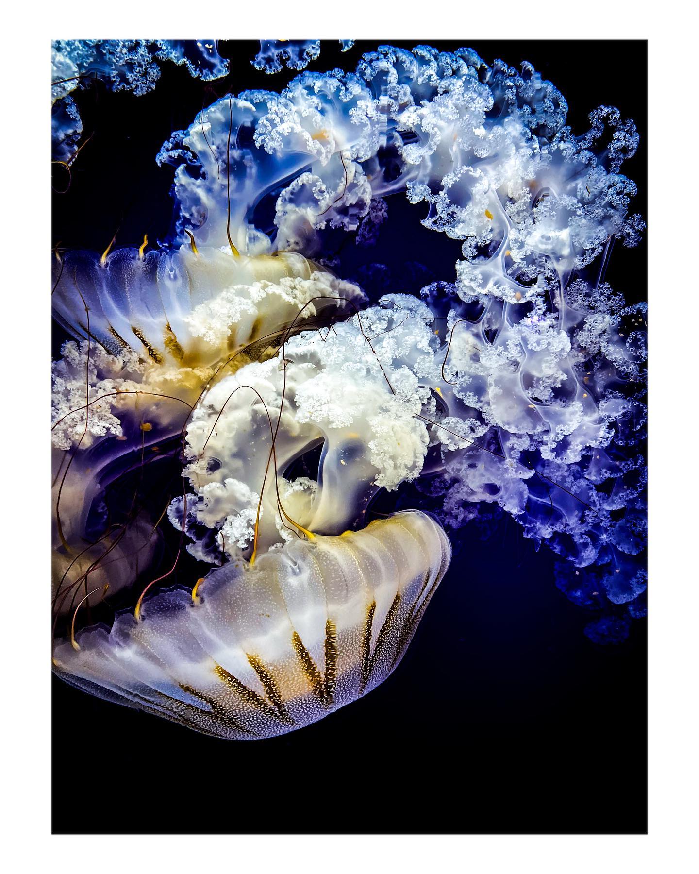 Jellyfish:
1️⃣, 2️⃣ or 3️⃣?

#jellyfish 
#hrvatska 
#croatia 
#pula 
#blue